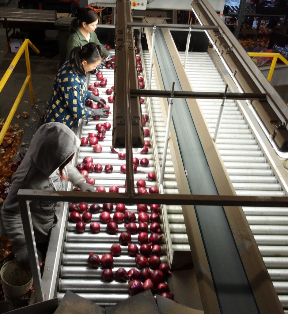 Inside Our Onions Wholesale Packing Shed