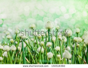 onion flowers
