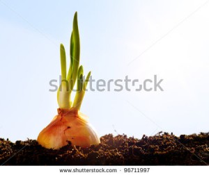 growing onion